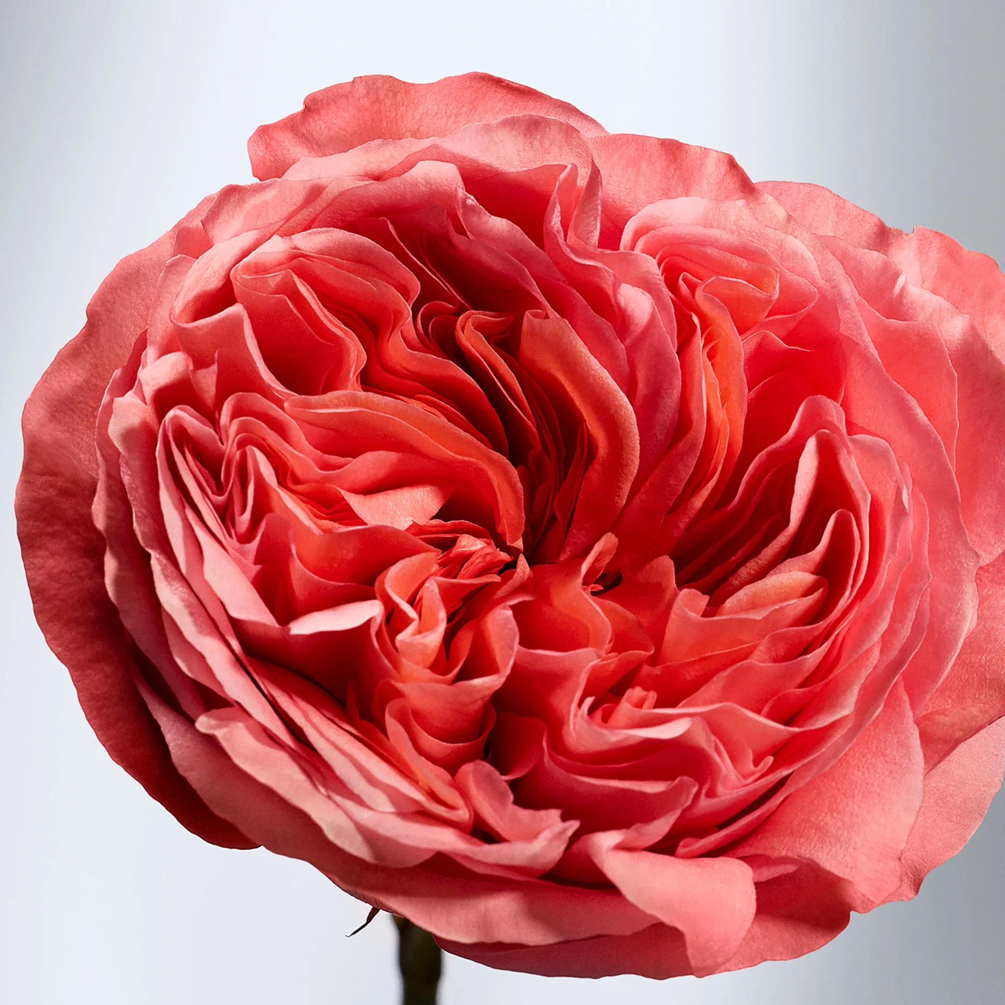 British Rose Body Butter 400ml - Image 4