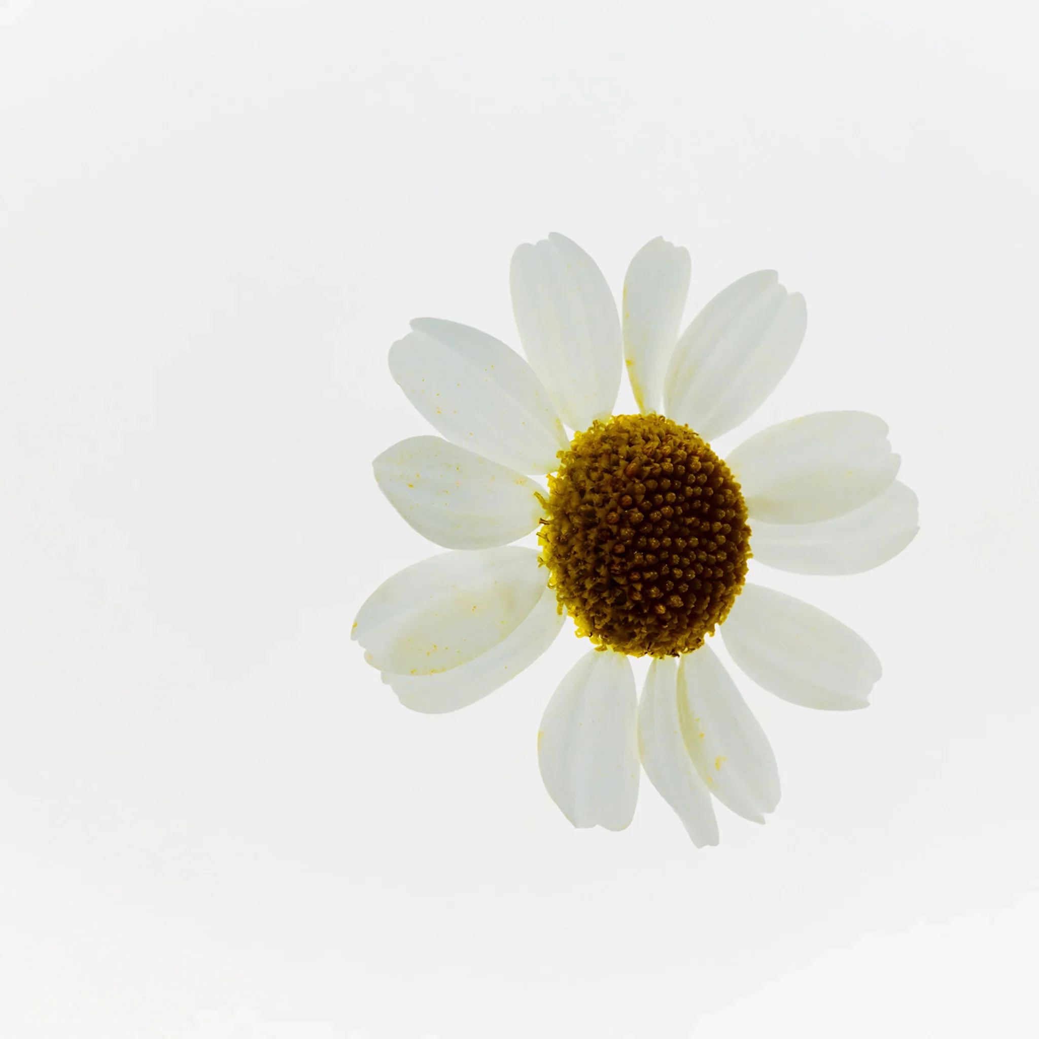 Camomile Sumptuous Makeup Cleansing Butter - Image 5