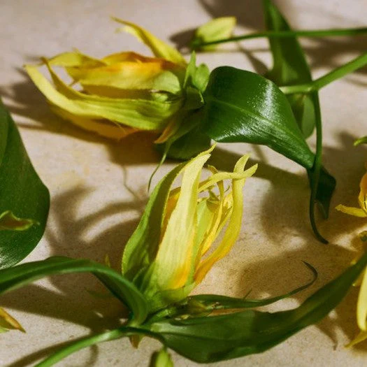 Full Ylang Ylang Eau de Parfum - Image 2