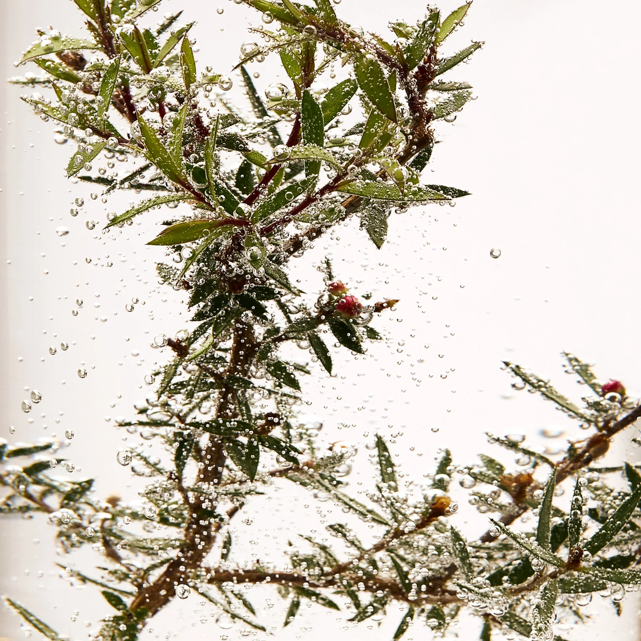 Tea Tree Skin Clearing Facial Wash - Image 3